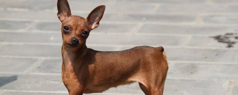 养小鹿犬的禁忌