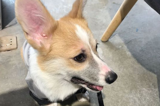 狗狗来大姨妈是什么样子