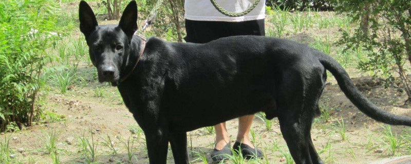 黑狼犬缺点