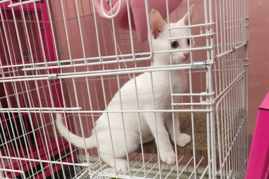 猫白血病的临床特征