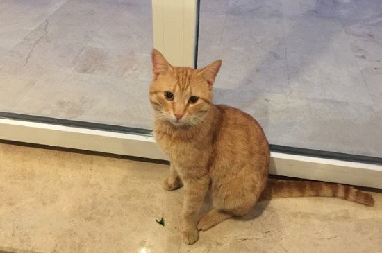 如何驱赶发动机舱的猫，如何防止猫爬进发动机舱