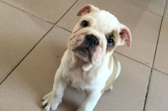 斗牛犬多少钱一只