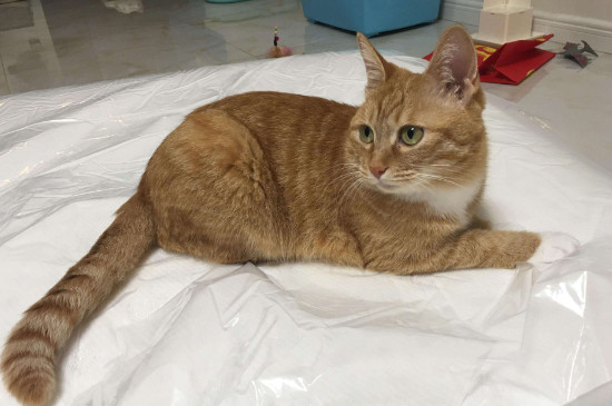 猫挑食是什么原因