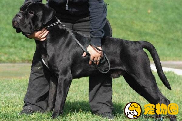 世界十大恶犬排名，加纳利犬连主人都敢咬(不适合作为家养犬)