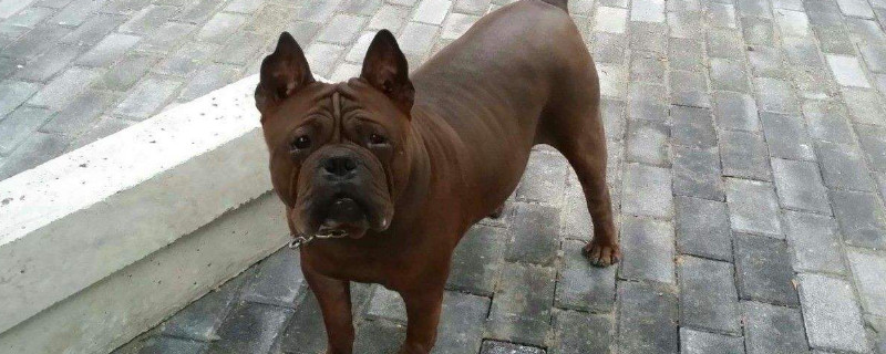 川东猎犬的缺点