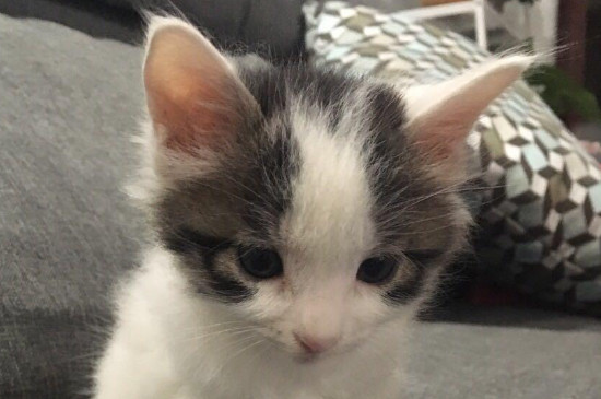 小猫拉肚子吃什么药
