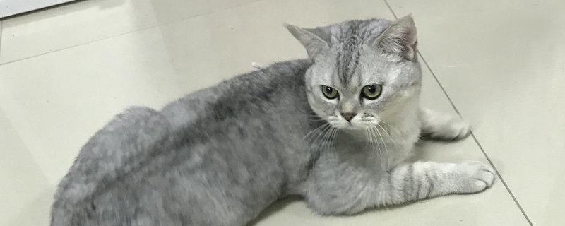 银渐层是英短吗