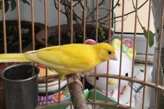 仓鼠可以吹空调吗
