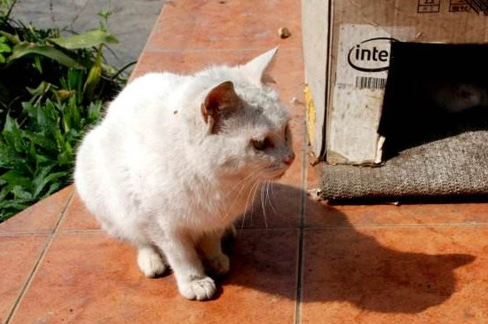野猫怎么养熟