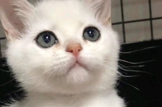 猫是突然鼻子使劲出气