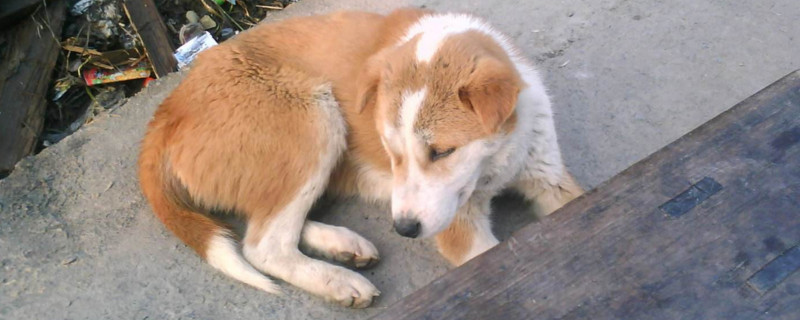 土狗的缺点