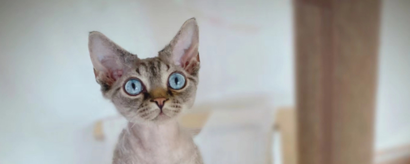 猫应激反应是什么意思