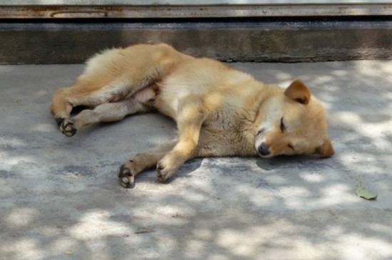 狗狗假孕该怎么处理