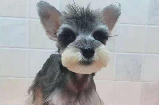 雪纳瑞犬的优缺点