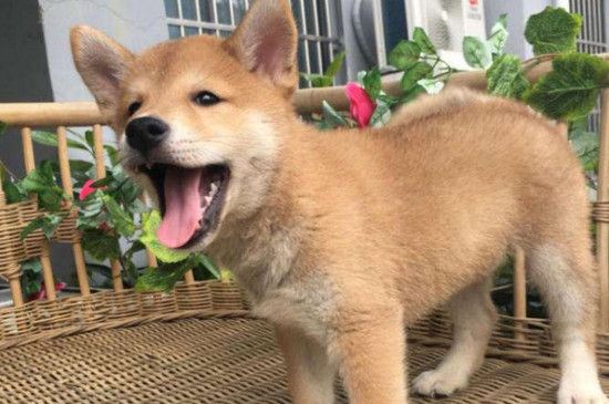 柴犬一般多少钱，宠物级柴犬一只1500～4000元