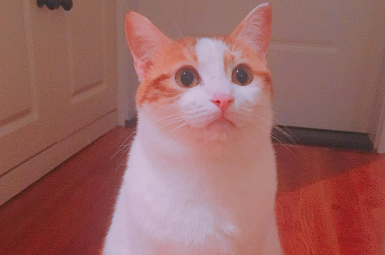 猫咪能喝牛奶吗