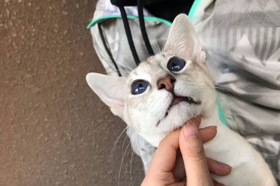 暹罗猫只认一个主人吗