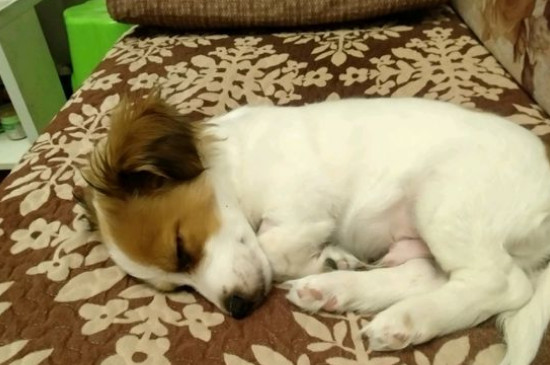 狗狗假孕是什么造成的