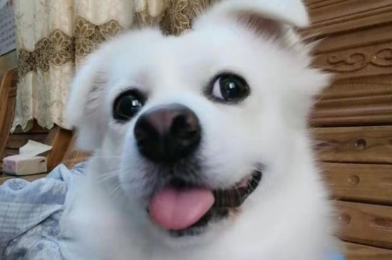 犬瘟多少天算撑过去了