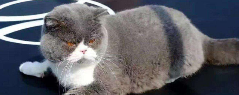 蓝白折耳猫真不能养吗