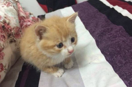 小猫老叫是怎么回事