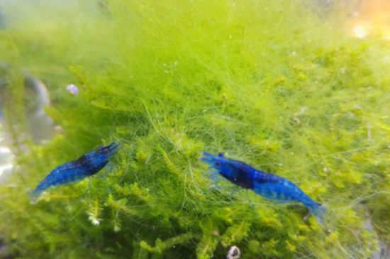 水晶虾养殖注意事项