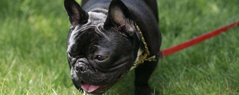 法斗犬的优缺点