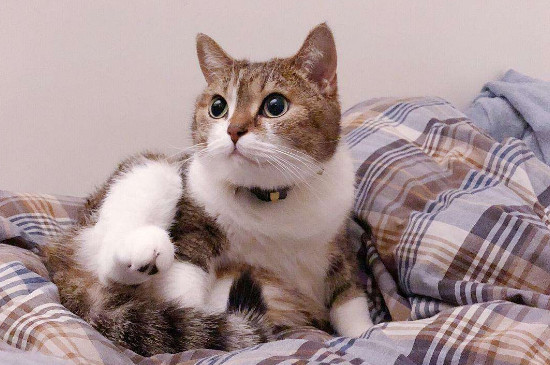 猫能上床吗，怎样让猫咪不往床上跑