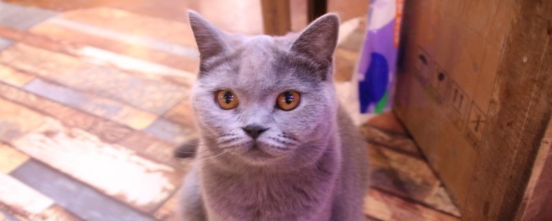 猫舌头有多长