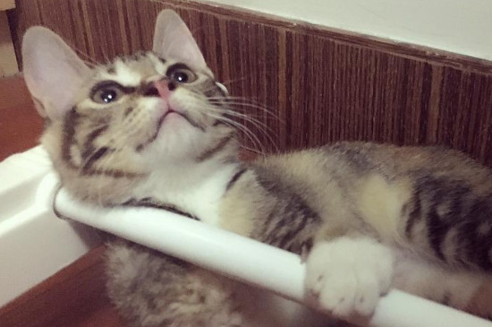 猫把尾巴竖起来是什么意思?