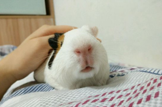 荷兰猪怎么养吃什么