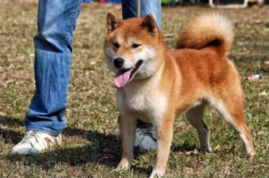 柴犬能长多大