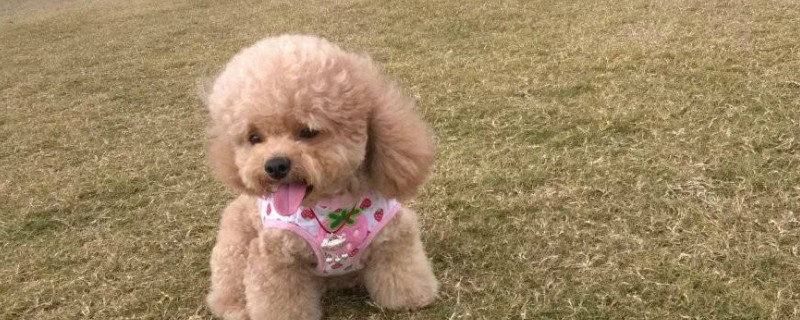 怀孕能养泰迪狗狗吗