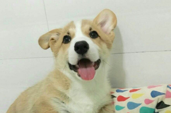 给狗洗澡注意什么