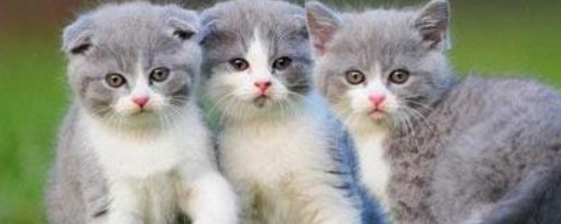 银渐层折耳猫能活几年