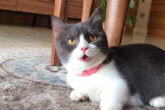 肖战的猫坚果是什么品种