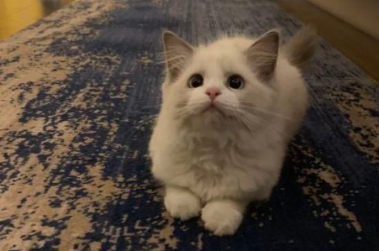 猫咪生病的症状