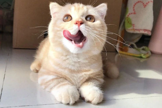 猫眼睛颜色不一样
