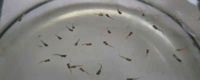 孔雀鱼鱼苗怎么喂养