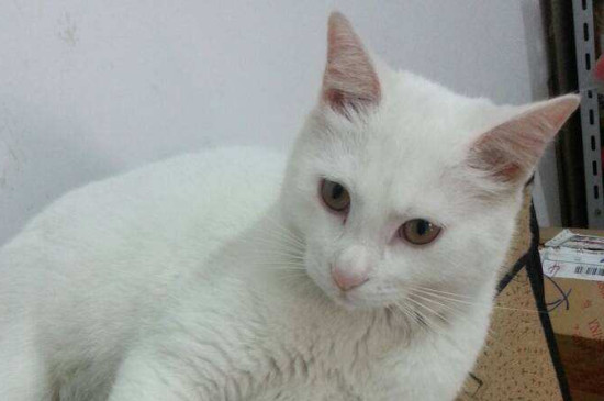 猫可以吃什么