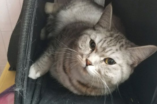 猫瘟症状