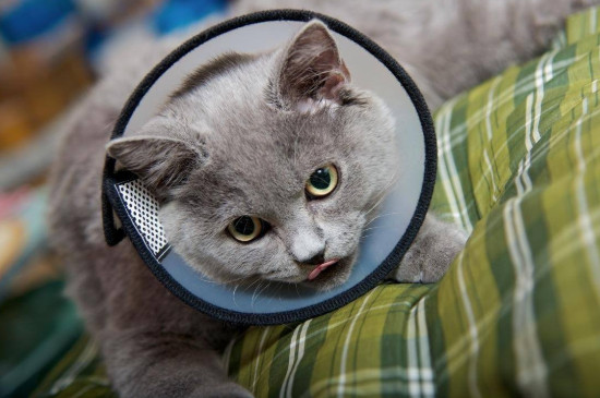 猫得了猫癣怎么办