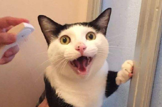 猫能用人的沐浴露吗