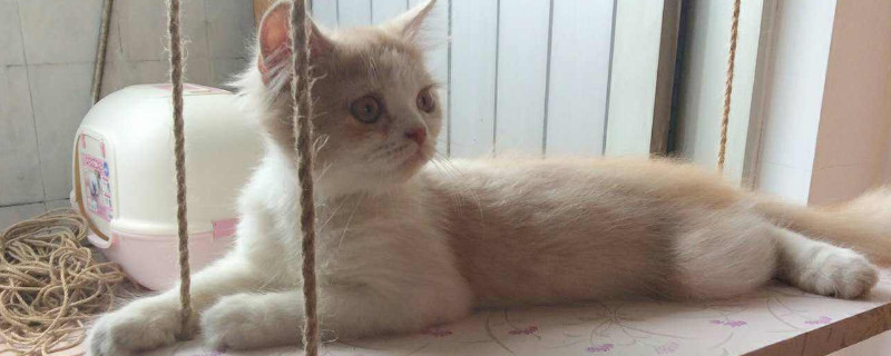 家里猫咪爱咬人怎么办