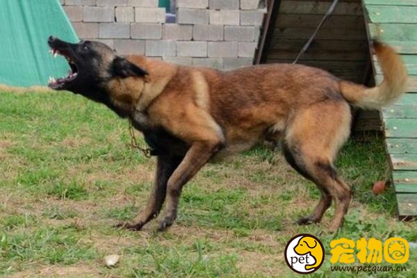 比利时马犬弹跳力惊人，世界军警界都重视的工作犬