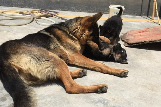 德牧幼犬怎么看纯不纯