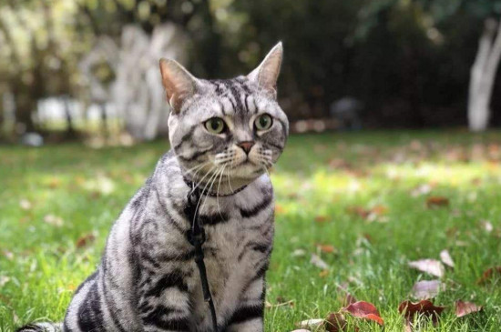 猫的智力水平