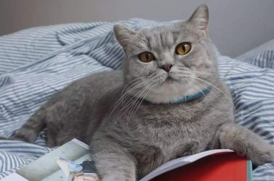 猫的寿命是多少年