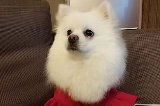 狗狗能吃辣的东西吗