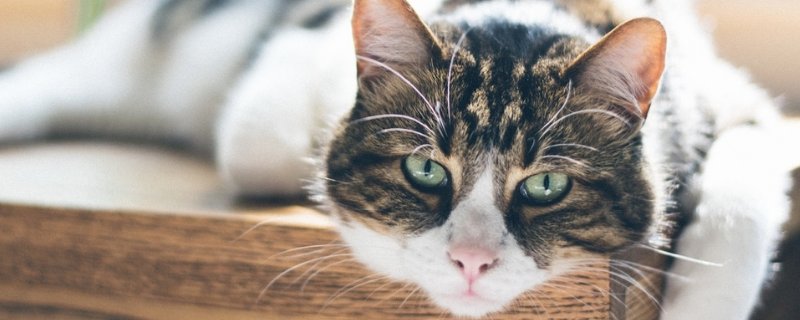 猫猫呼吸急促怎么处理